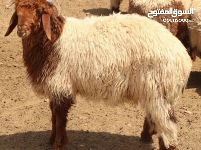 النعمتہ والبرکتہ المواشی