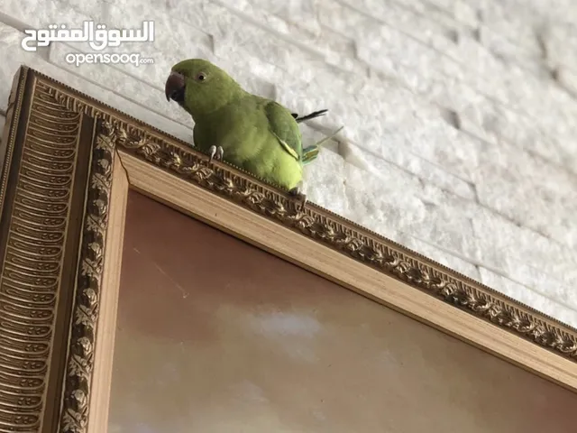 بغبغاء الدره اليف