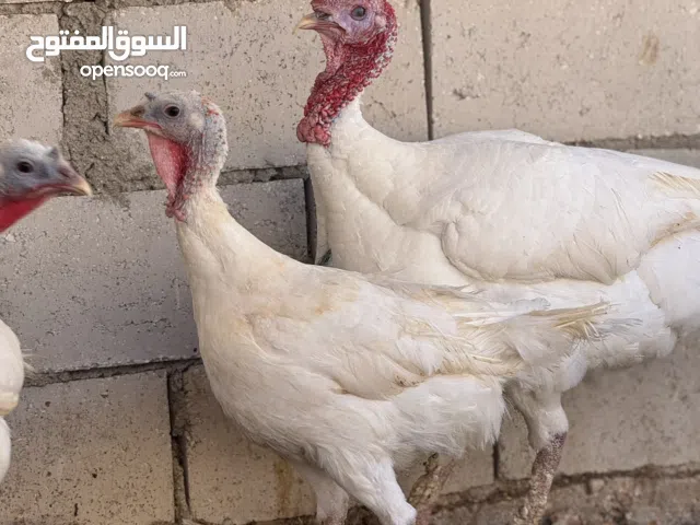 ديك رومي للبيع