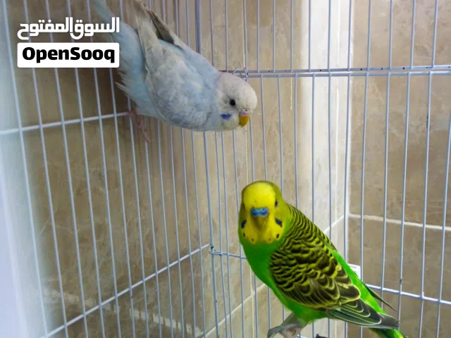 جوز طيور الحب للتواصل واتس