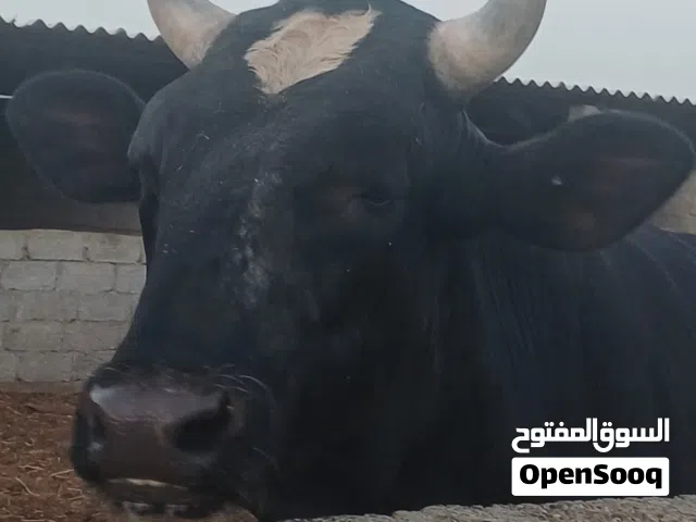 ثور هولندي هولشتاين