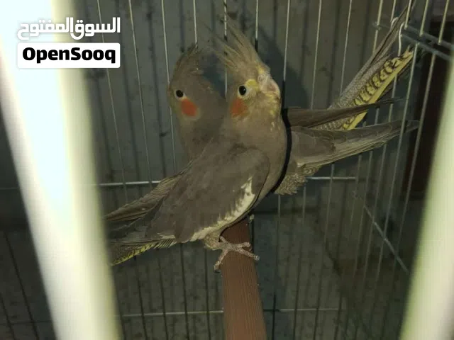 مطلوب فرخ او ذكر كوكتيل صغير بالعمر  لغايه 6 اشهر بسعر (10) دنانير فقط بالزرقاء