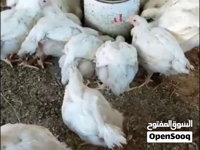 مطلوب دجاج بياض