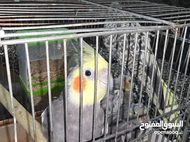 جوز كوكتيل منتجات. الذكر حبشي والنثى ايزييل معهم فرخين عمر 40 يوم