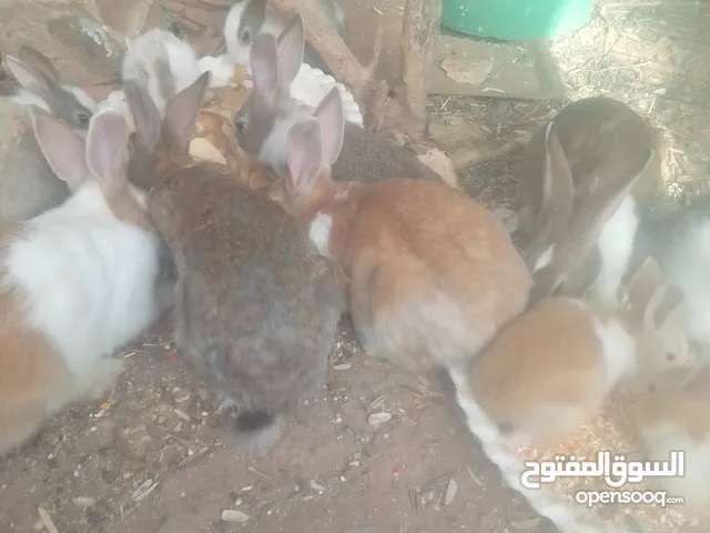ثلاث انثى وذكر مع سبع الصغار