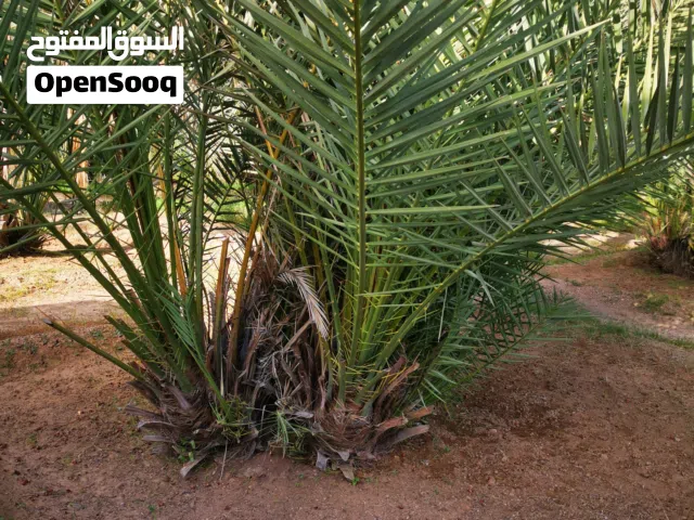 فسائل خرايف للبيع