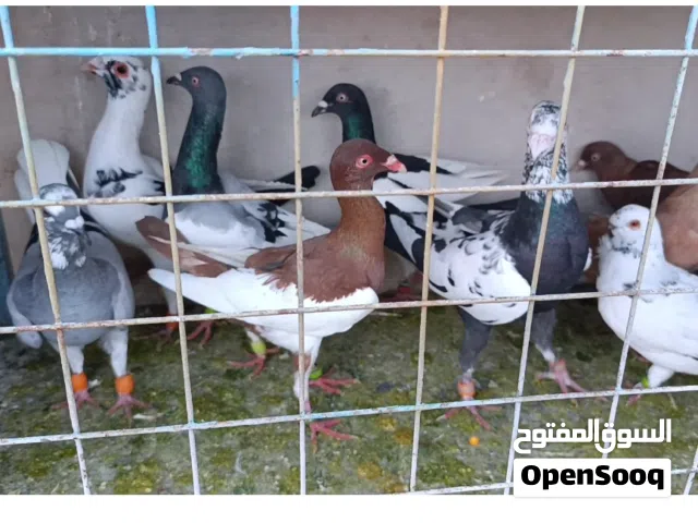 متاح عشرين فحل ضرب الزرقاء جبل طارق طيور حمام