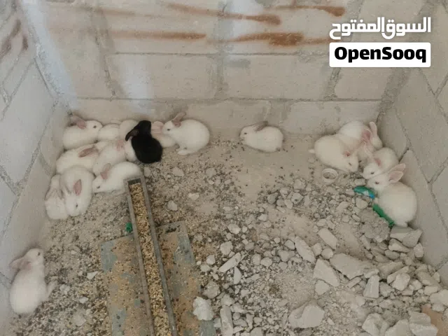 18 ارنب للبيع