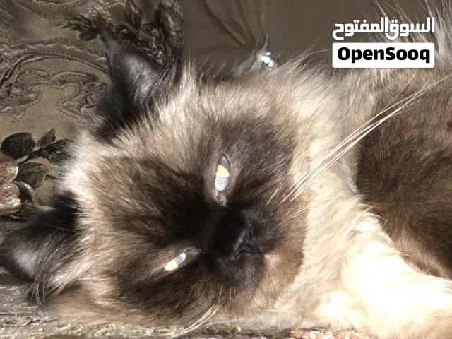 قط هملايا ذكر العمر سنه و شهر اليف نضيف هادي ولعوب من ارقا الاصناف بحب النوم