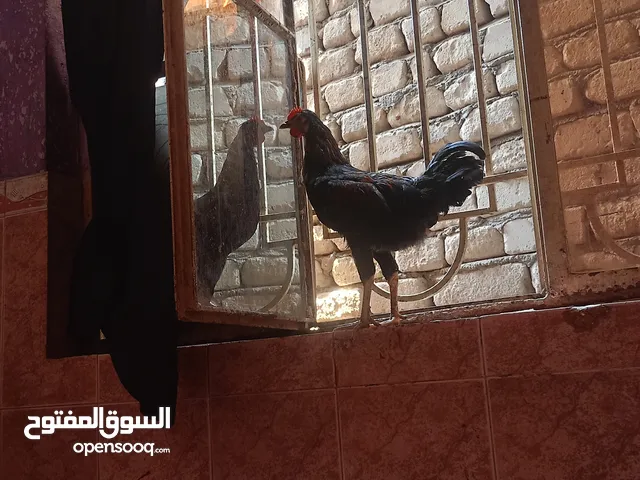 ديج عربي سودة منقش باحمر فروجة فول نضافة