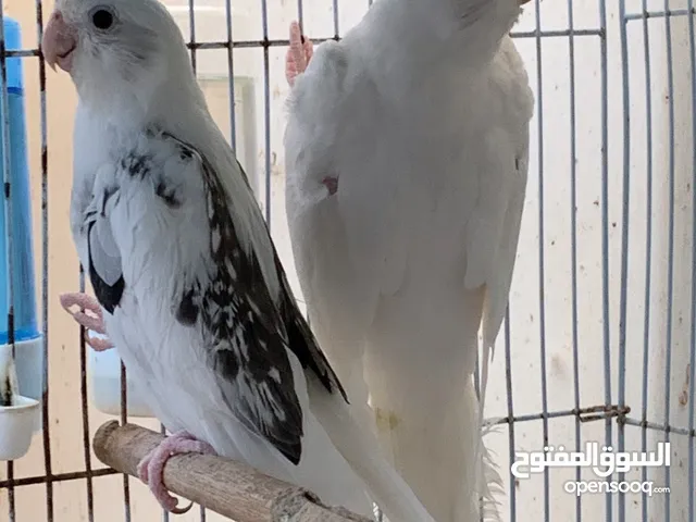 كوكتيل للبيع ( البينو ، وايت فيس ، بايد)