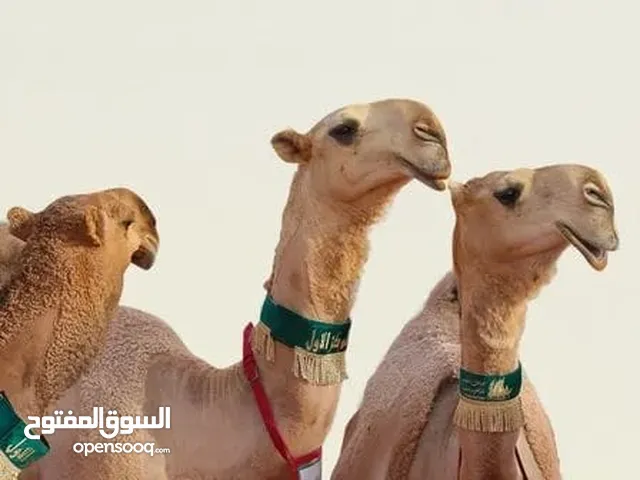 حلاقه وغسيل ابل لي جميع مناتق الكويت