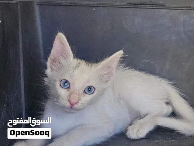 Cats for adoption