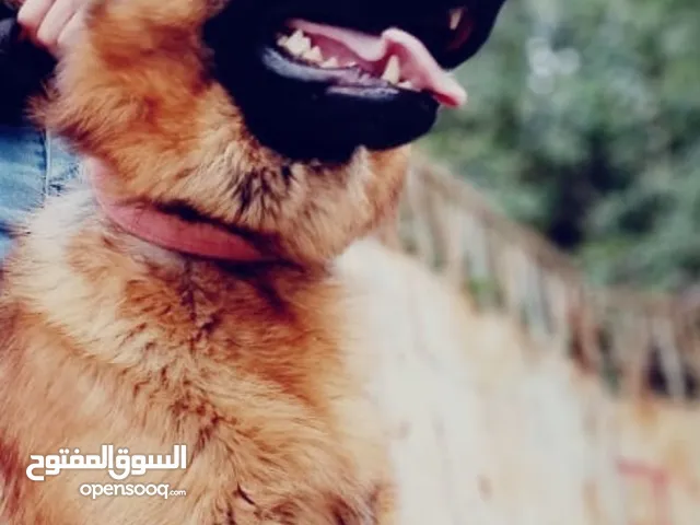 نثيه وفحل جيرمن للبيع