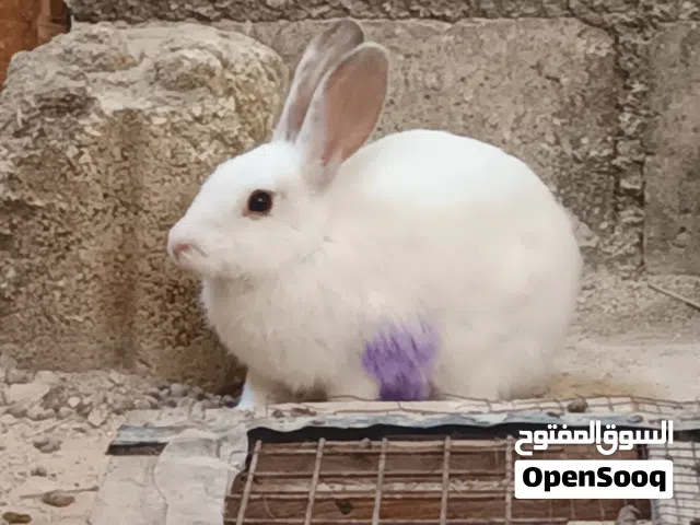 ارانب للبيع