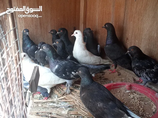 حمام كوبيات