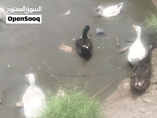 بشوش عاديه بياضات
