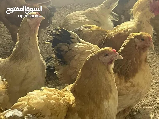 بيض دجاج البراهمه