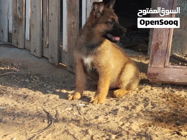 جرو مينوا مشاء الله