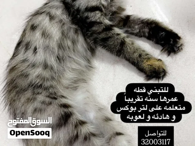 للتبني قطه