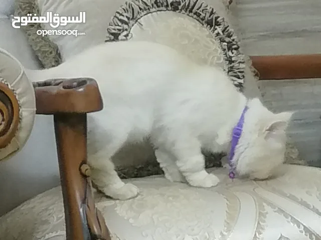 ذكر هملايا