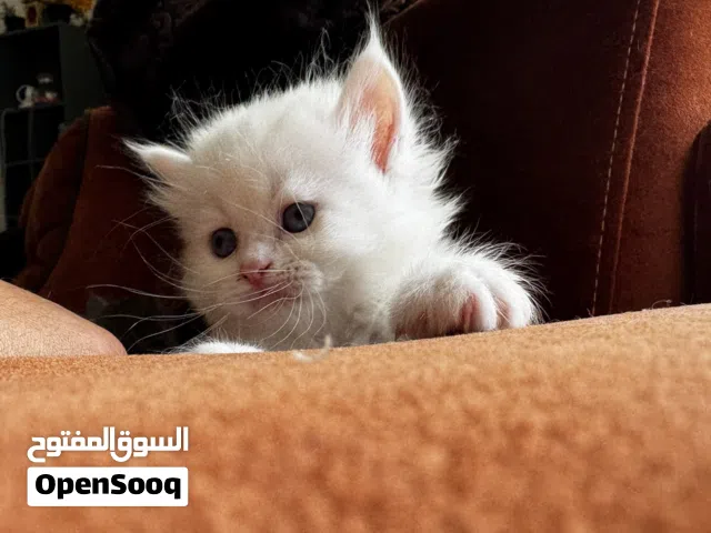 Beautiful Kittens 20 ro