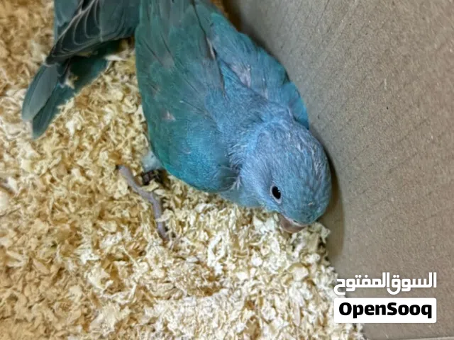 بغبغاء دره اللون الازرق محجلات