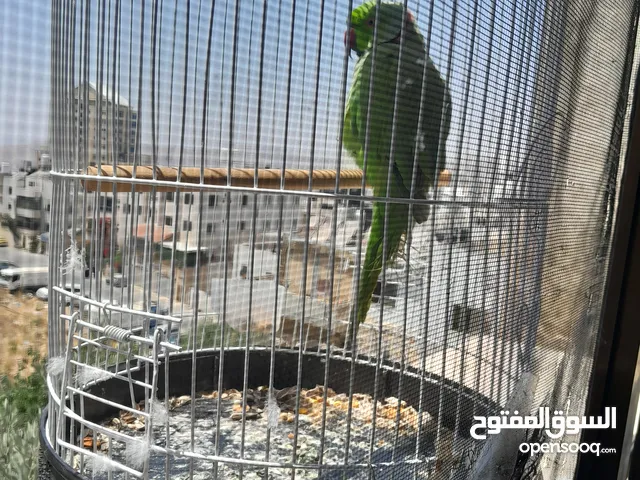 شيكو ببغاء درة هندي يقلد صوت القطة العمر سنة مع قفص واكل للبيع تتفاعل مع الشخص ويحاول نطق حبيبي