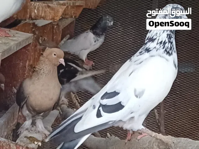 حمام للبيع