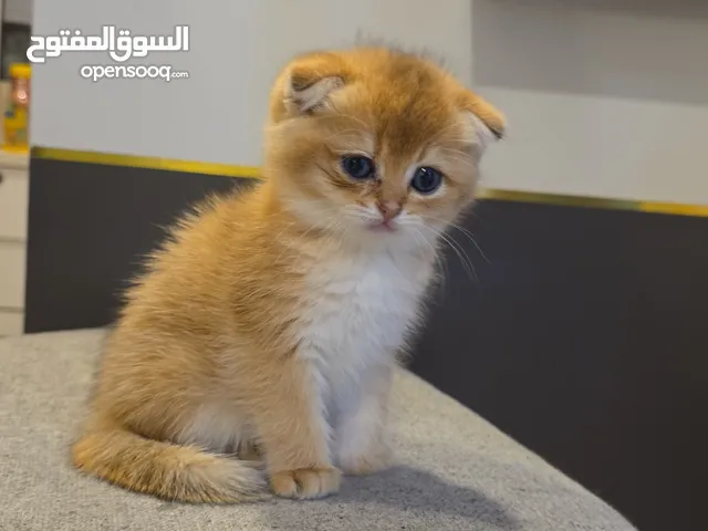 سكوتش فولد ny12 عمره ىشهرين