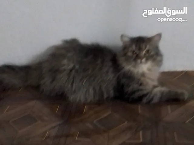 قطط شيرازي وهملايا للبيع