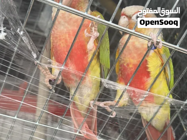 جوز جرين شيك مميز جدا اناناس مسوى رائع