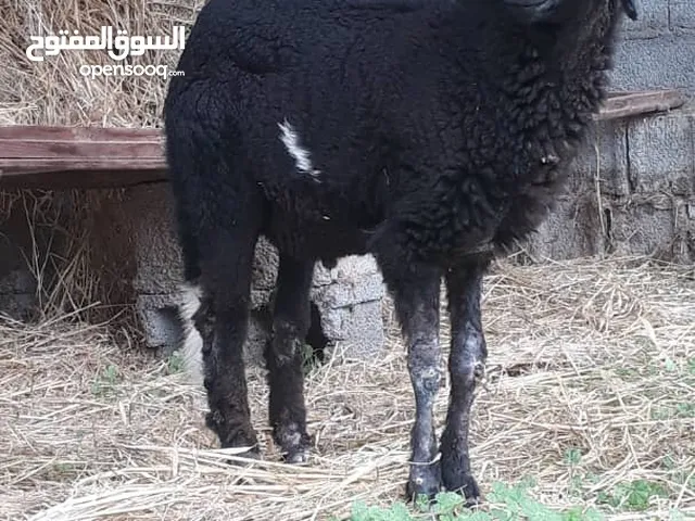 خروف للبيع عين زاره