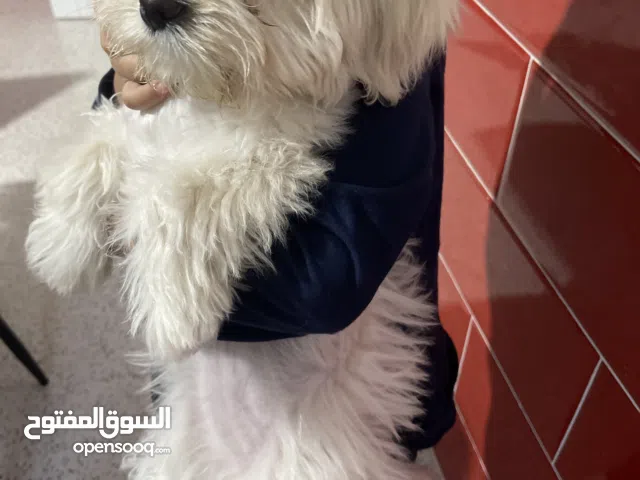 جروة كانيش بيجو العمر 4 أشهر