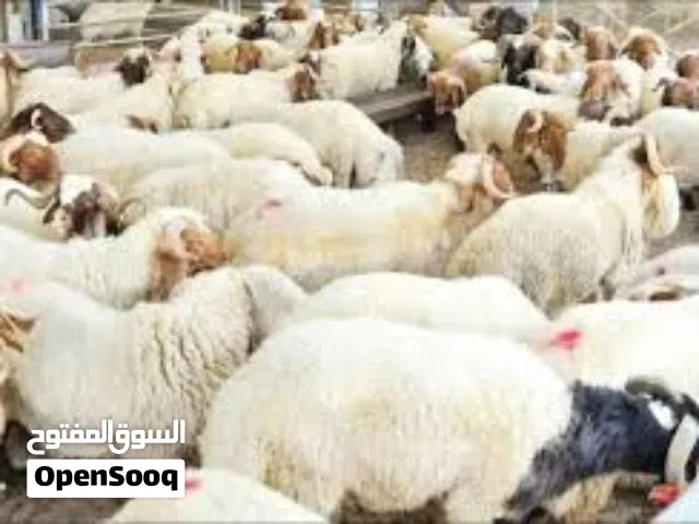 لحام جزار ذبح جميع الاضاحي متنقل في المنزل عيد الاضحى