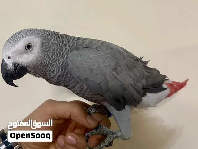 ببغاء كاسكو يتكلم تبارك الرحمن