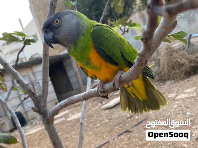 مطلوب  سنيغالي بغبغاء