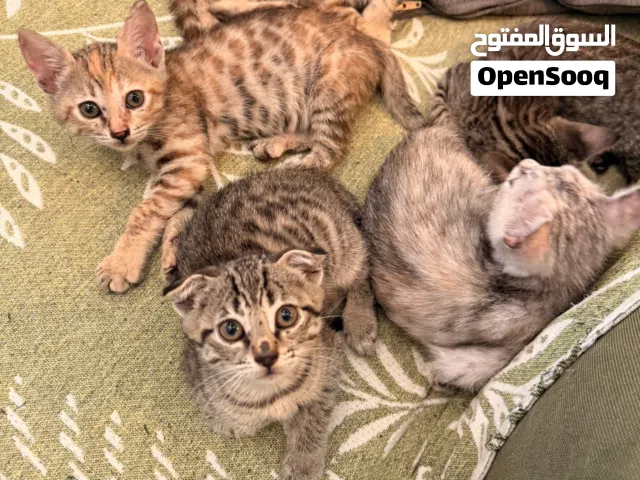 Bengal × Scottish Mix Kittens – 2 Months Old