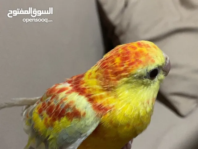 ببغاء مزامير للبيع