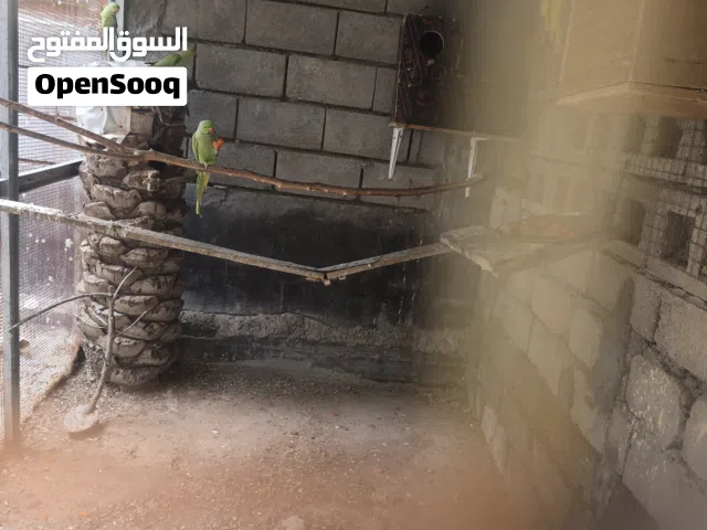 زوجين ببغاء درة مع افراخ عدد 2 للبيع