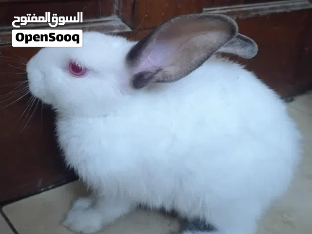 للبيع 3 أرانب الليفين / For sale: 3 Levin rabbits