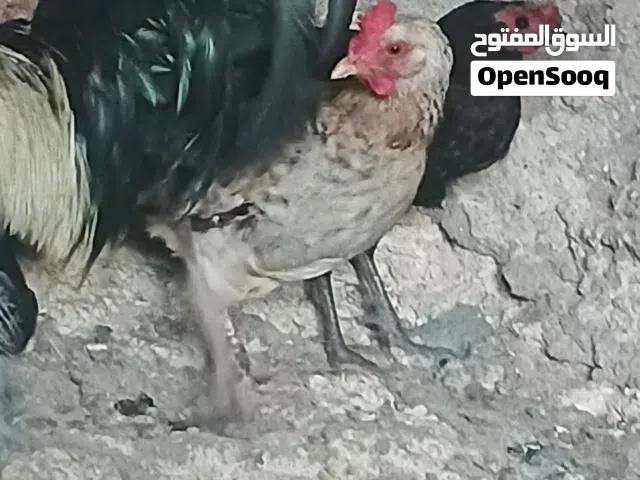 متاح بفضل الله جاجتين بياضات وديك بسعر 22 دينار وجاجه باكستانية راقده 25 دينار