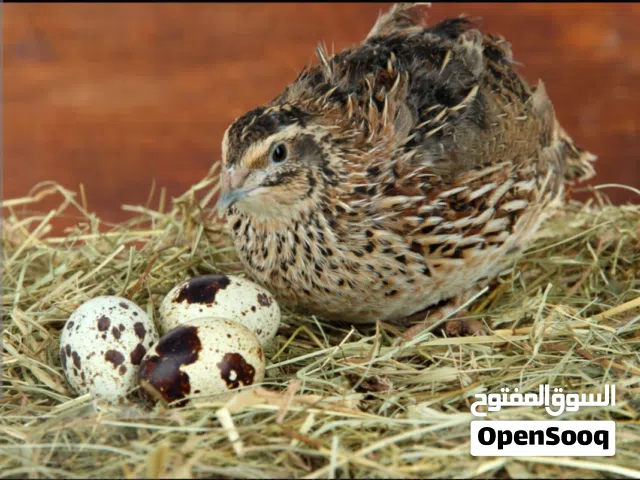 بيض فر (سمان )مخصب للفقاسات والمائدة