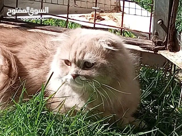 قطط مستوى عالي للبيع