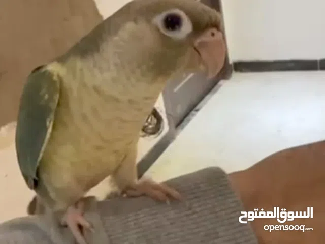 كنيور اليف لون تركوازي للبيع