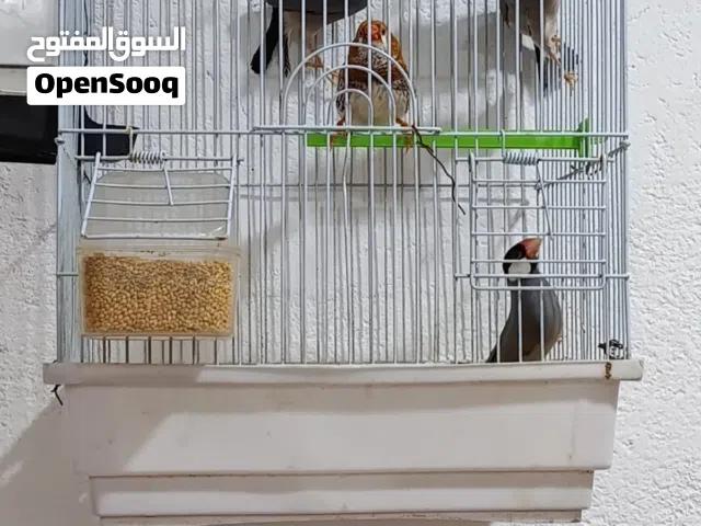 زوجين جاوه وفحل فنجس سوبر