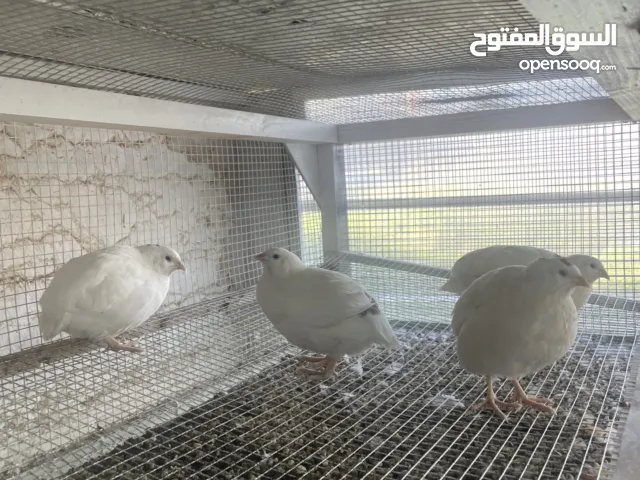 يوجد لدينا فر السعر 7