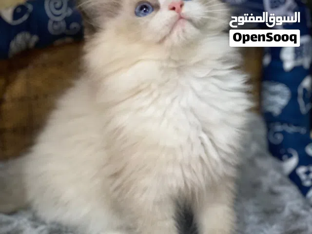Female Ragdoll Kittens – 3 Months old