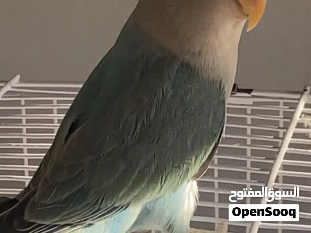 طائرين روز  عمر 3 شهور أليفين جدا  من نوع اوبلاين فايلوت