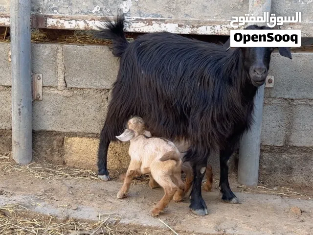 ماشاءالله تبارك الرحمن شاه تحتها توم للبيع